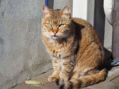 「目つき悪い」♪