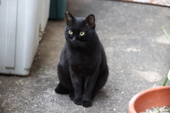 クロネコ・ドール♪