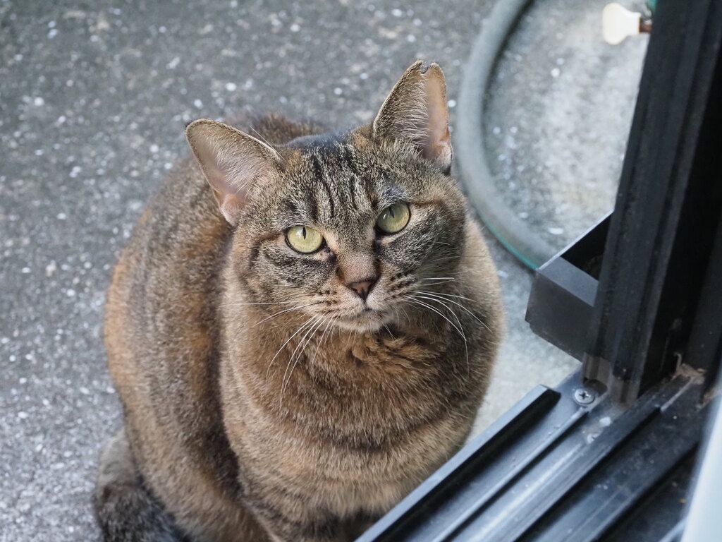 「やっぱり、この顔」♪