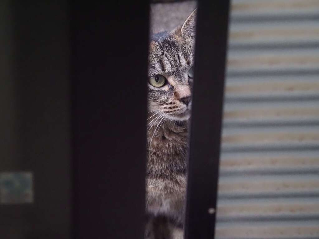 「待ってる、待ってる」（組み写真1）♪
