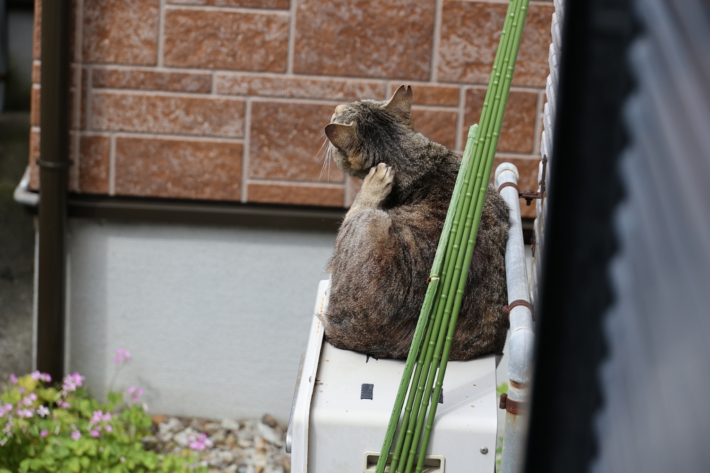 ４匹目（大サバトラ）