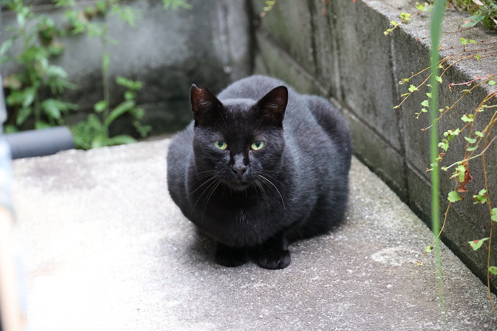 「クロネコ」祭り（続編）♪