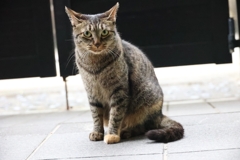 ネコのポートレート♪