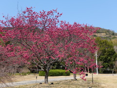 赤い桜♪