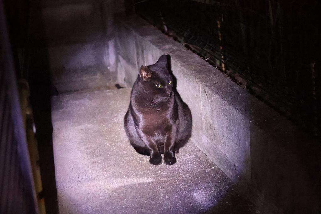 闇夜に「クロネコ」♪