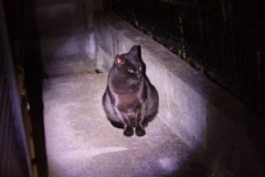 闇夜に「クロネコ」♪