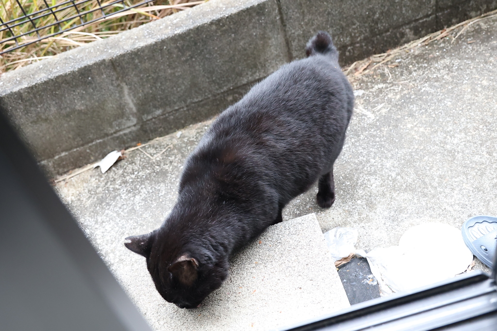 ネコたちと共に（雪が降る）♪