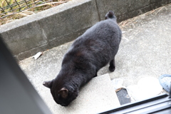 ネコたちと共に（雪が降る）♪