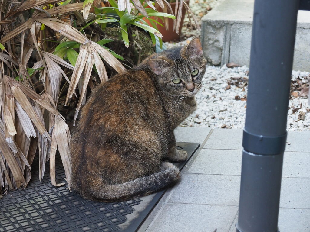 「ねこちゃん」は、見た（続編）♪