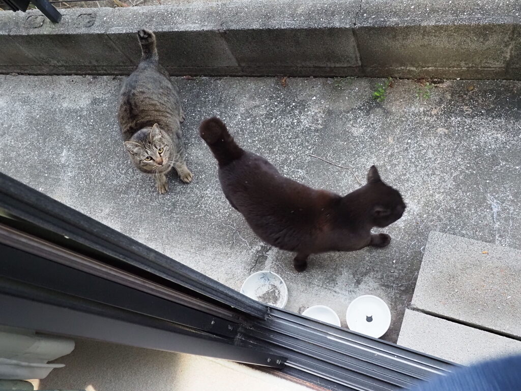 追いかけっこニャ♪