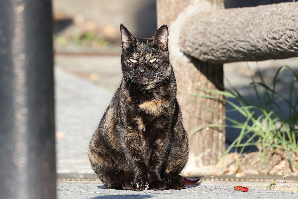 我、ネコと共にあり♪