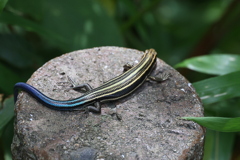 カナBlue♪