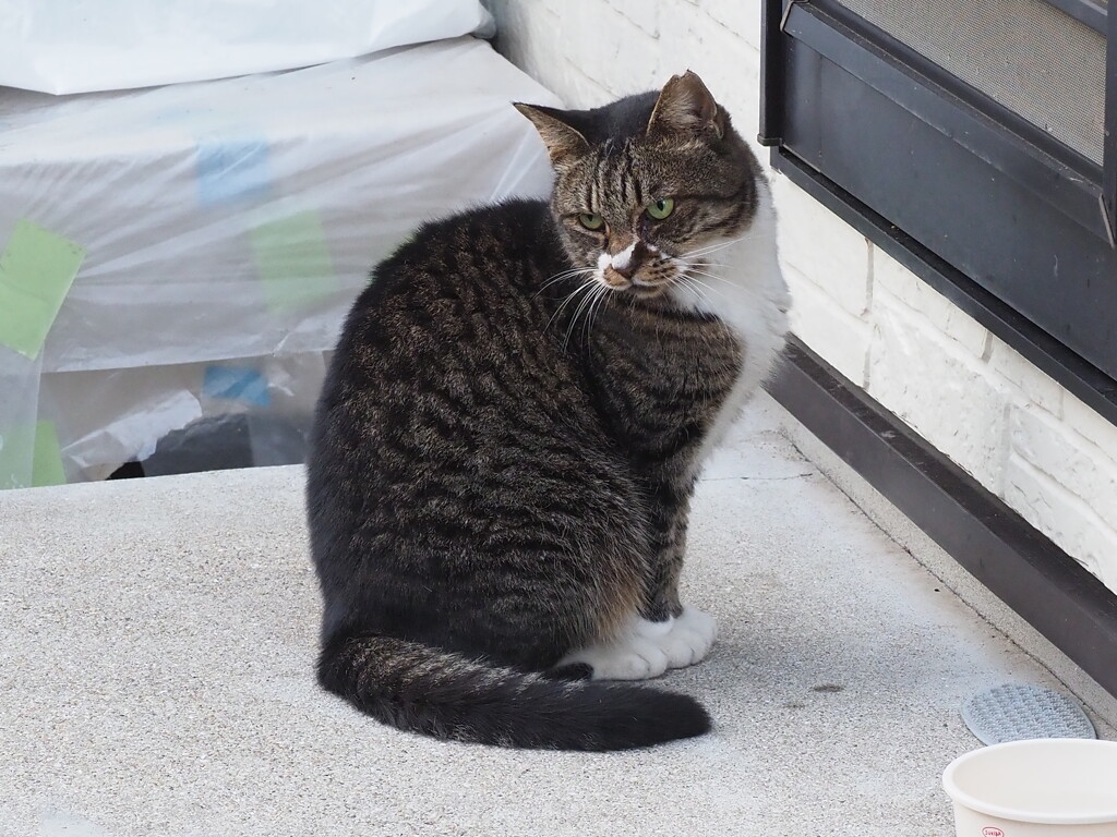 靴下を履いたネコ♪
