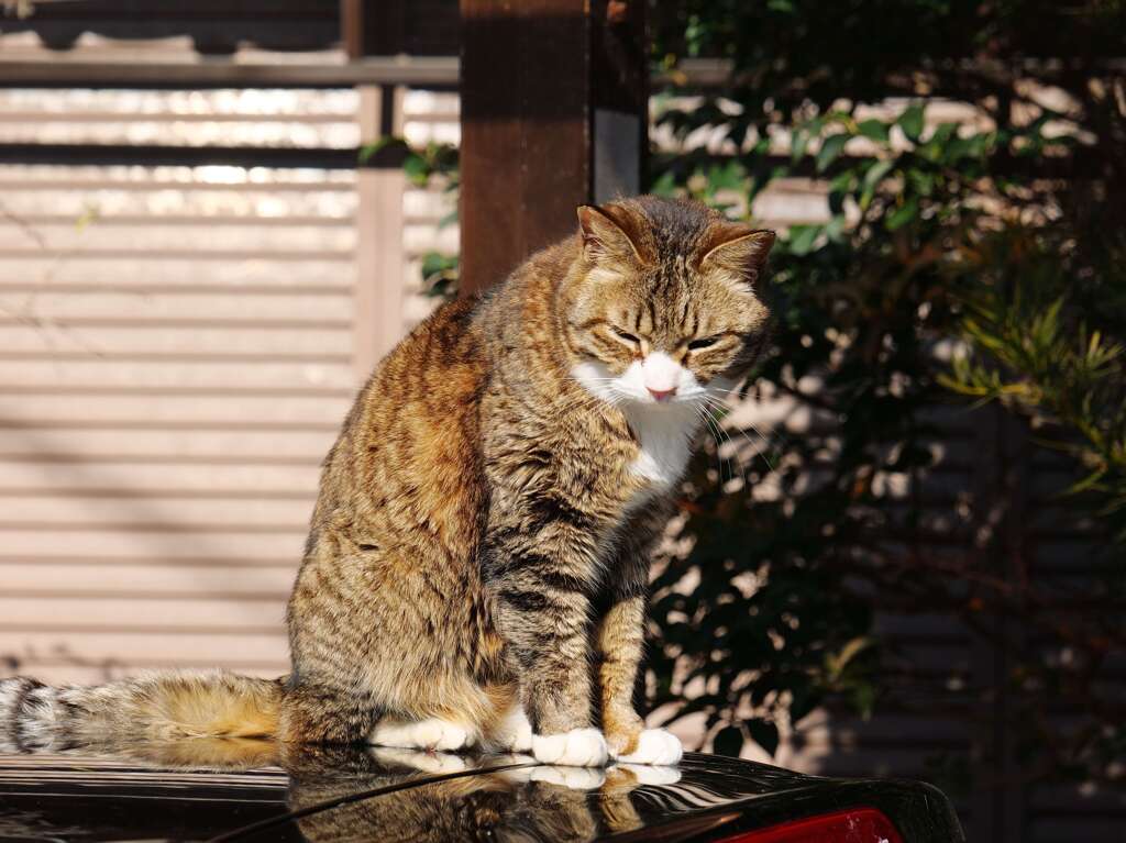 靴下を履いたネコ♪