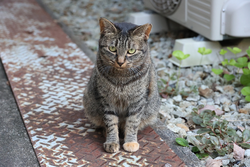 待ち人来たる（続編）♪