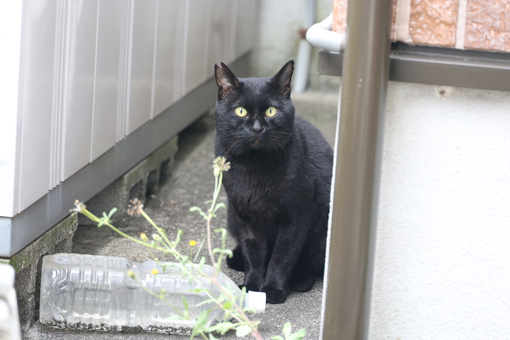 びっくり顔（小クロネコ）♪