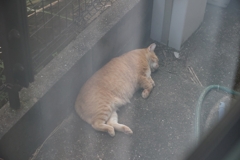窓際のネコ♪
