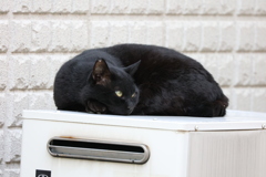 黒いのが居た♪