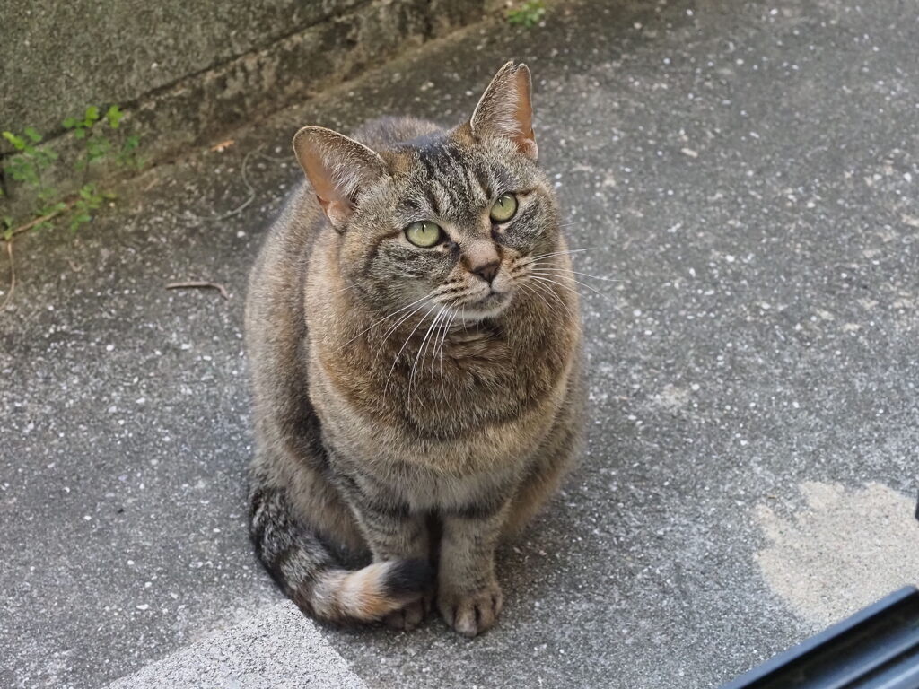 「明るい日差し」♪