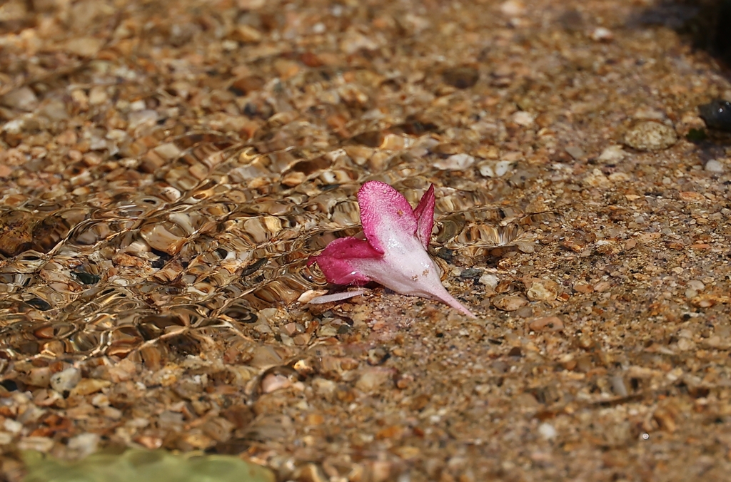 落花