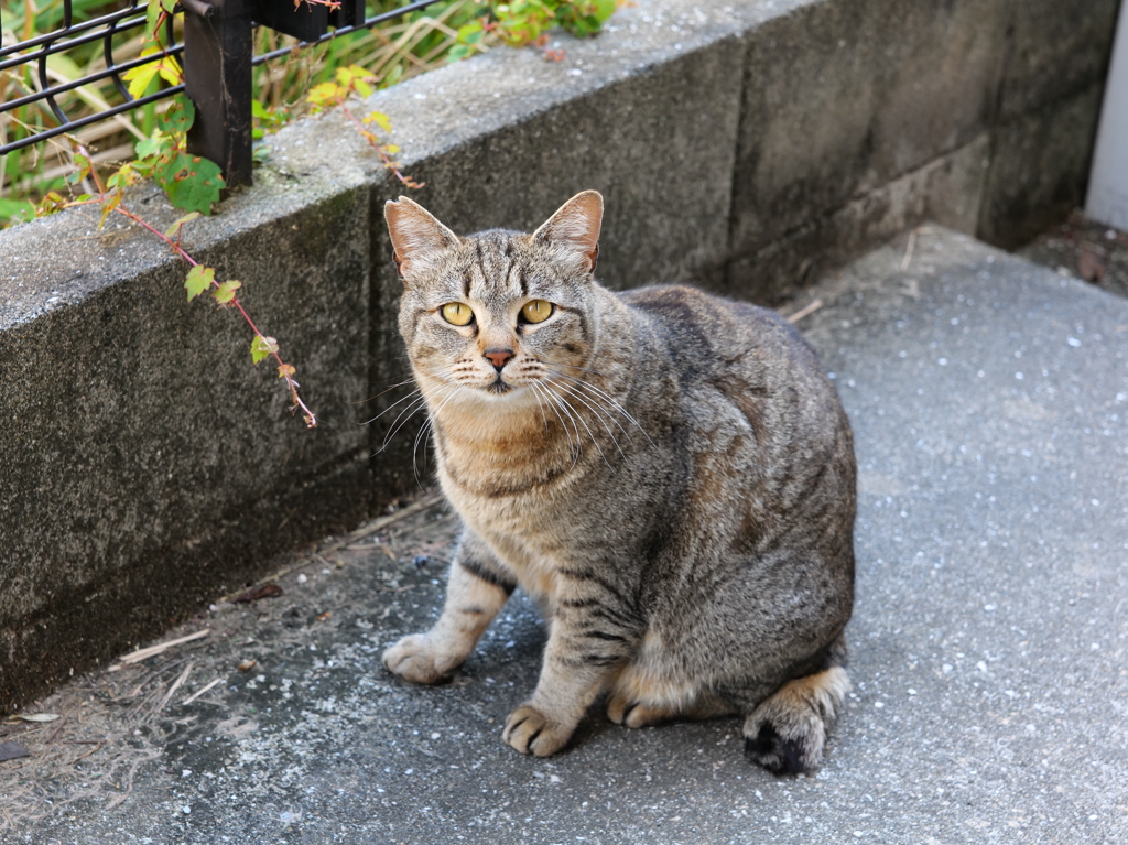 「モフモフの誘惑」♪