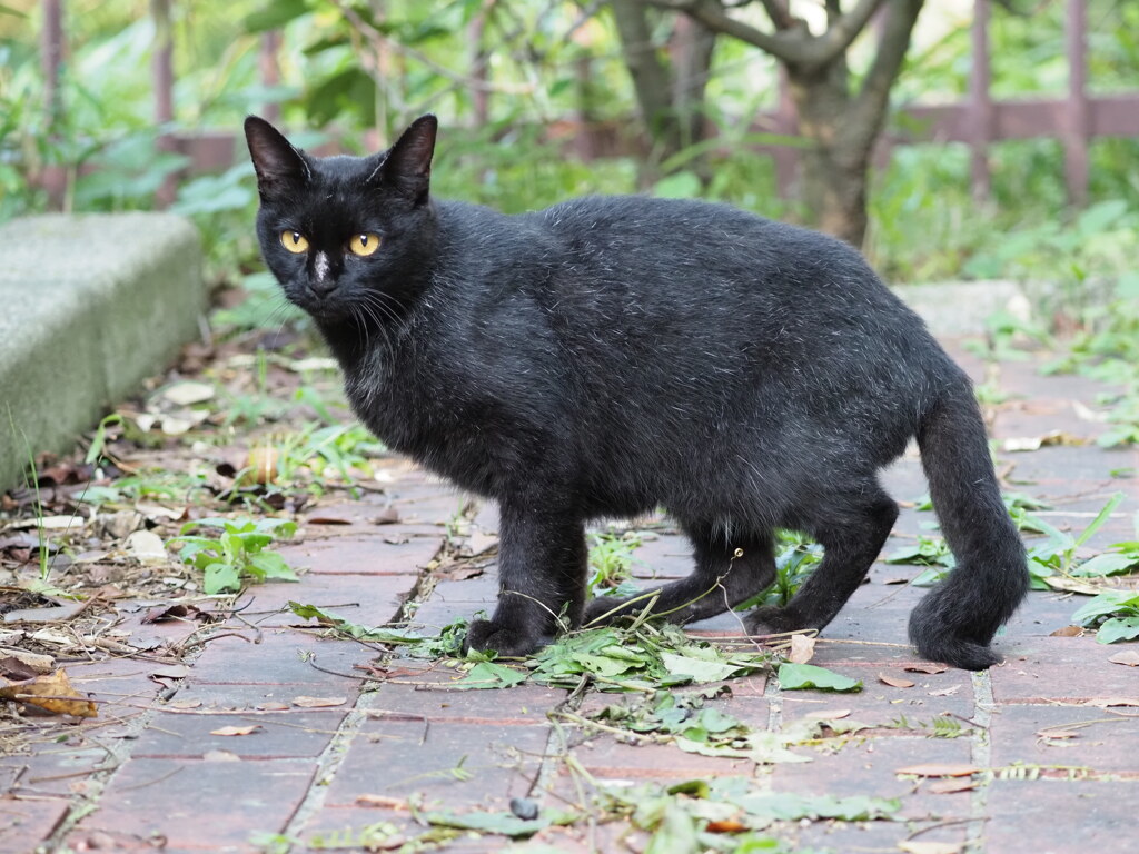 あのネコどうしてる？