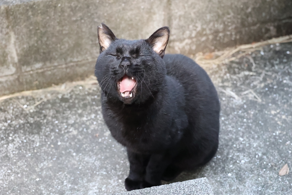 朝から眠い「小クロネコ」♪