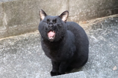 朝から眠い「小クロネコ」♪