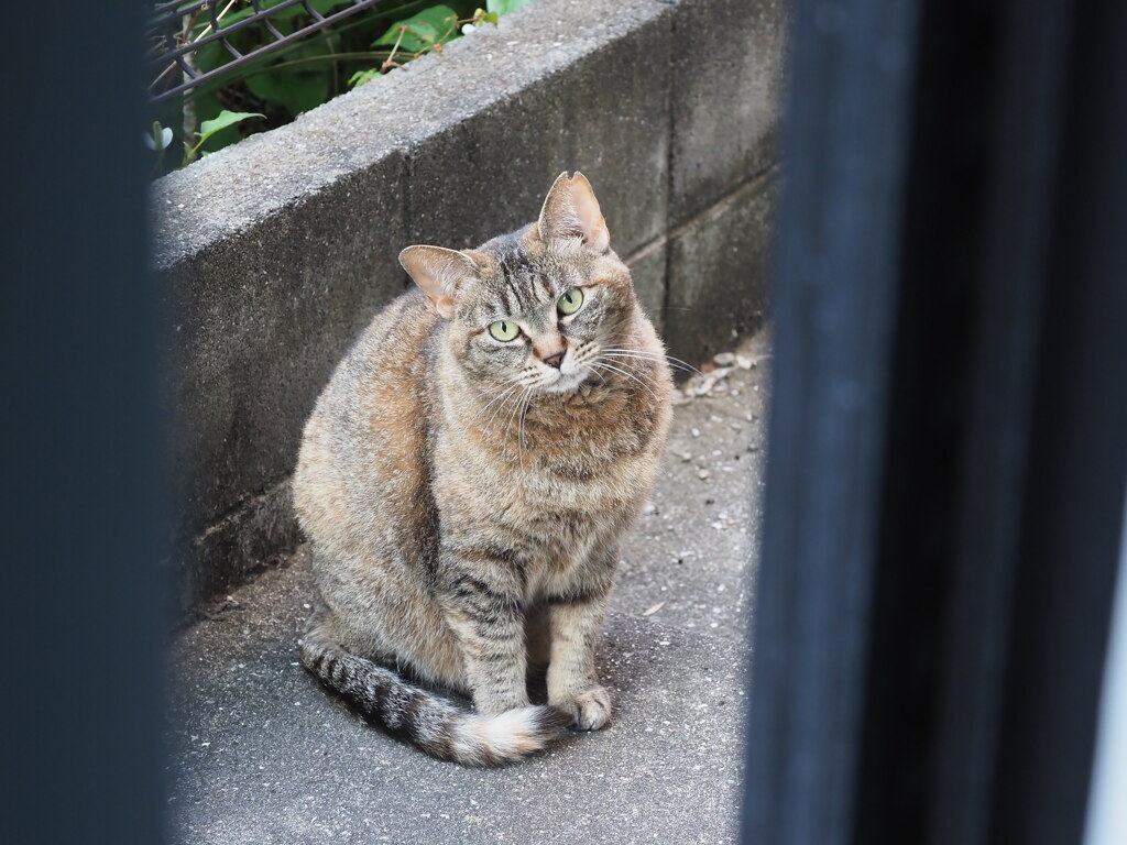 「本日のどら美」♪