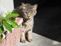 野良猫の野生♪