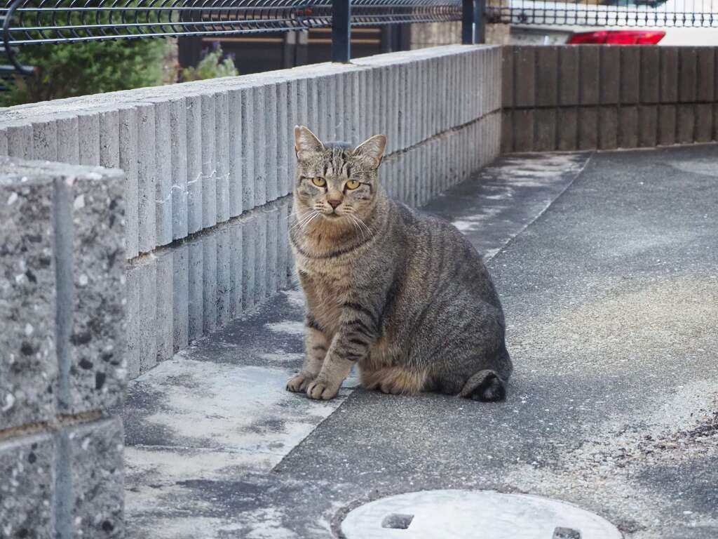 今日も来た（サバトラ）♪