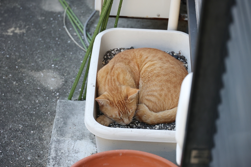 ネコは、○○で丸くなる♪
