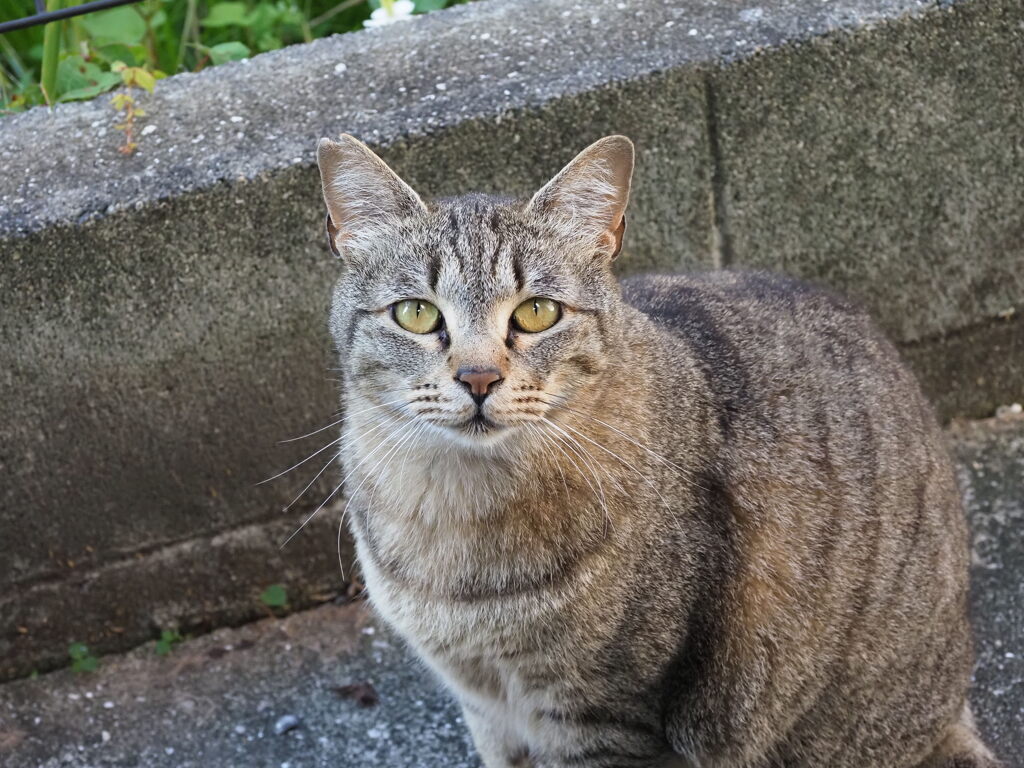 「お早うございます」の顔♪