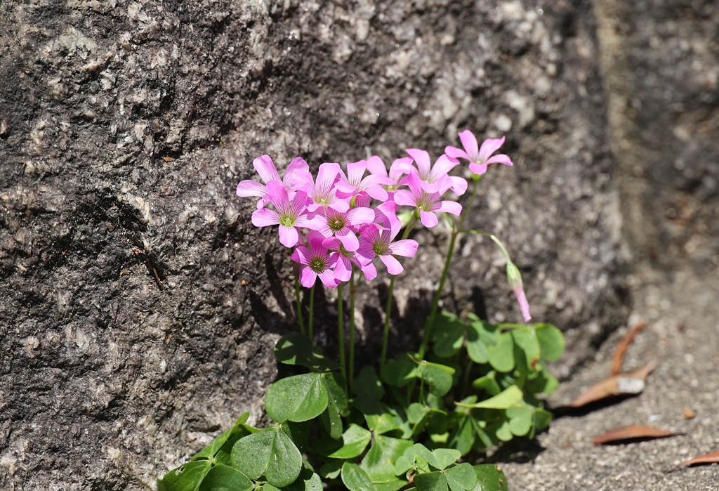 路傍の花