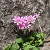 路傍の花