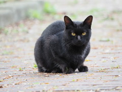 在りし日の「クロ」♪