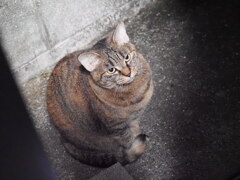 「おリャッ!」♪ 「おリャッ!」♪