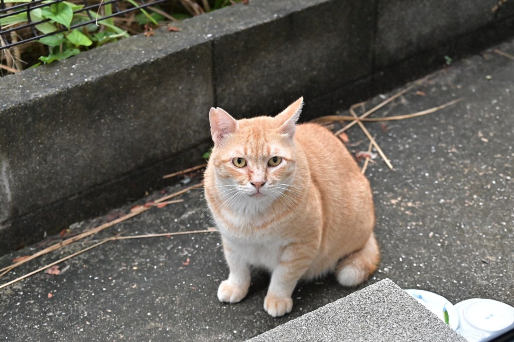 勝ち残ったのは♪
