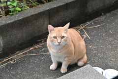 勝ち残ったのは♪