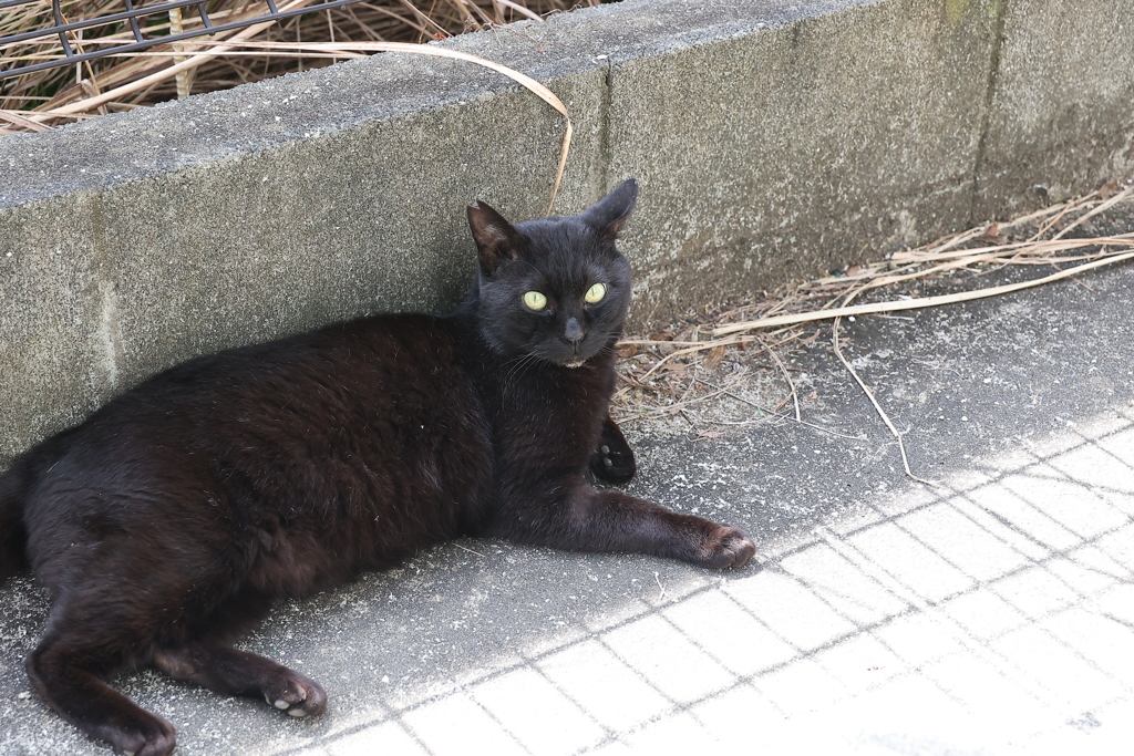 ほんだし♪
