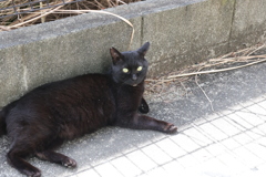 ほんだし♪