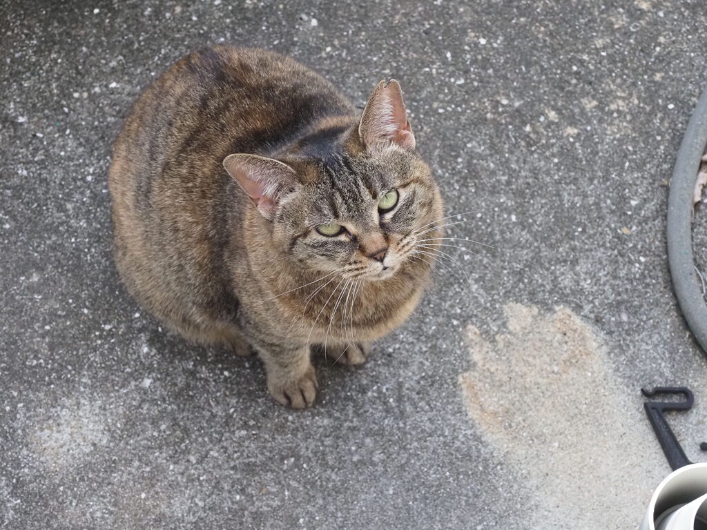 「ねこだるま」（続編）♪