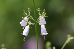 4つの花♪