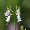 4つの花♪