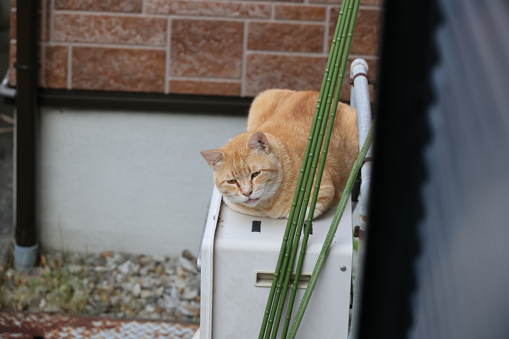 次に来たりし者♪（2番ネコ）