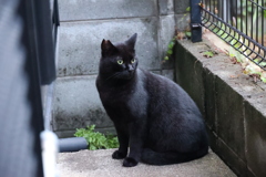 ネコもビックリ♪