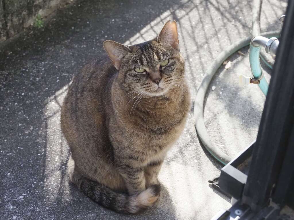 「晦日ねこ」♪