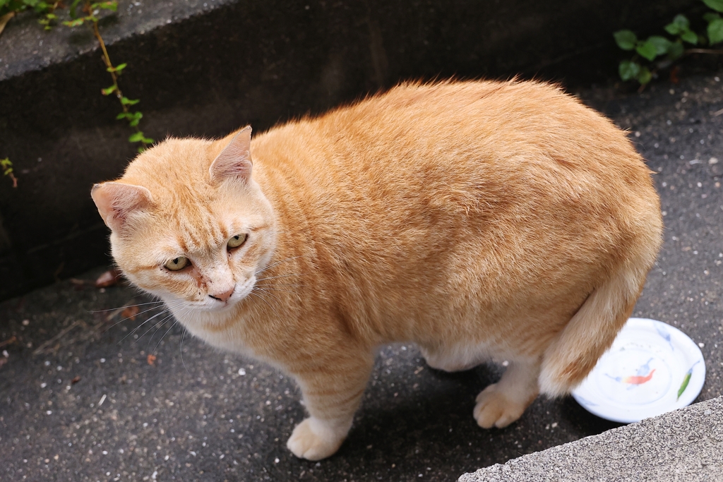 大きいのが来ていた