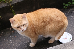 大きいのが来ていた