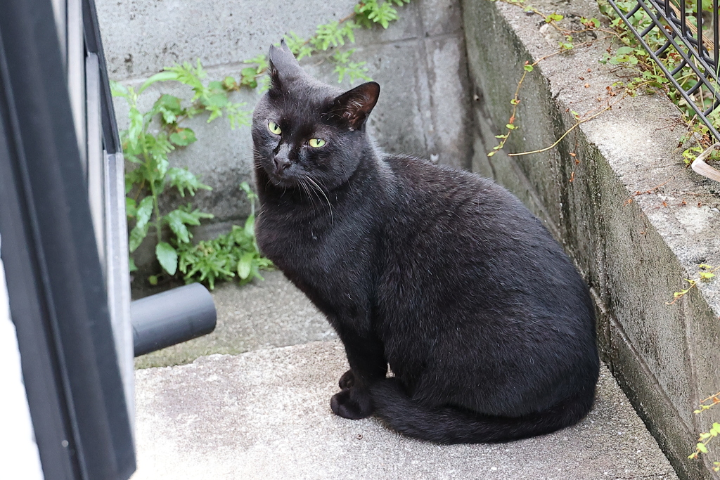 遅れて来たニャ♪